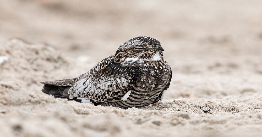 5 Common Mistakes to Avoid With News on South Padre Island